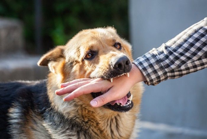 Dog biting a persons hand