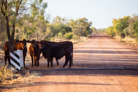 Cows on road